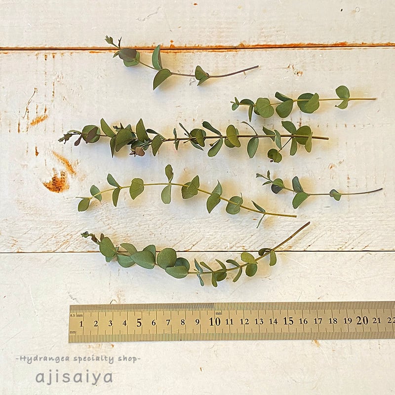 作品撮影の定番背景 ユーカリ 小枝 ドライフラワー 自然素材こわけ専門店 あじさいや