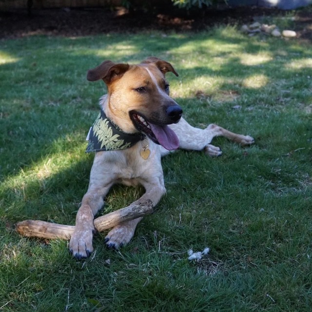 QUICK DRY バンダナ / PORTS + PAWS ハワイ 犬 マイレ