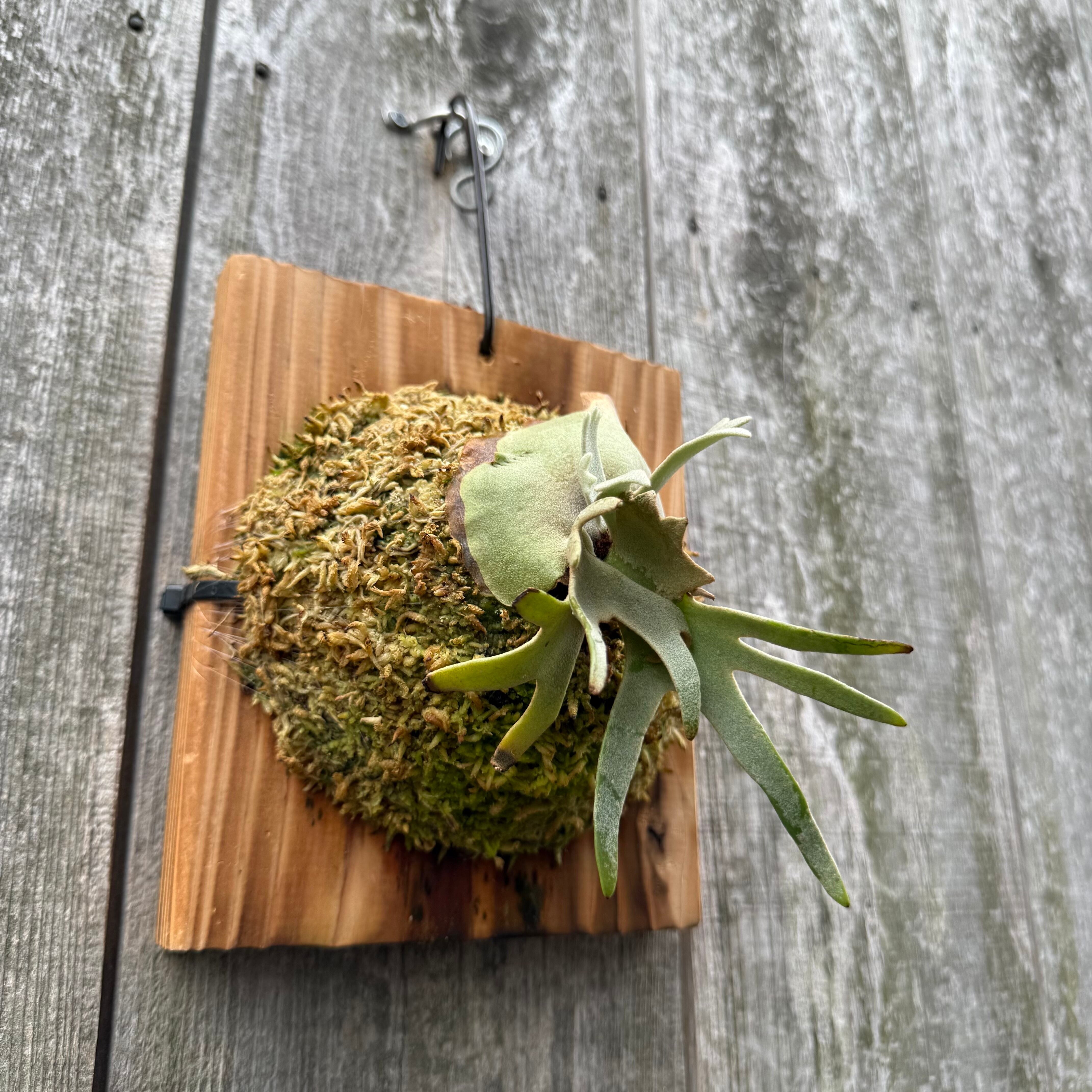 P.willinckii Totoro sporeling | naturefix