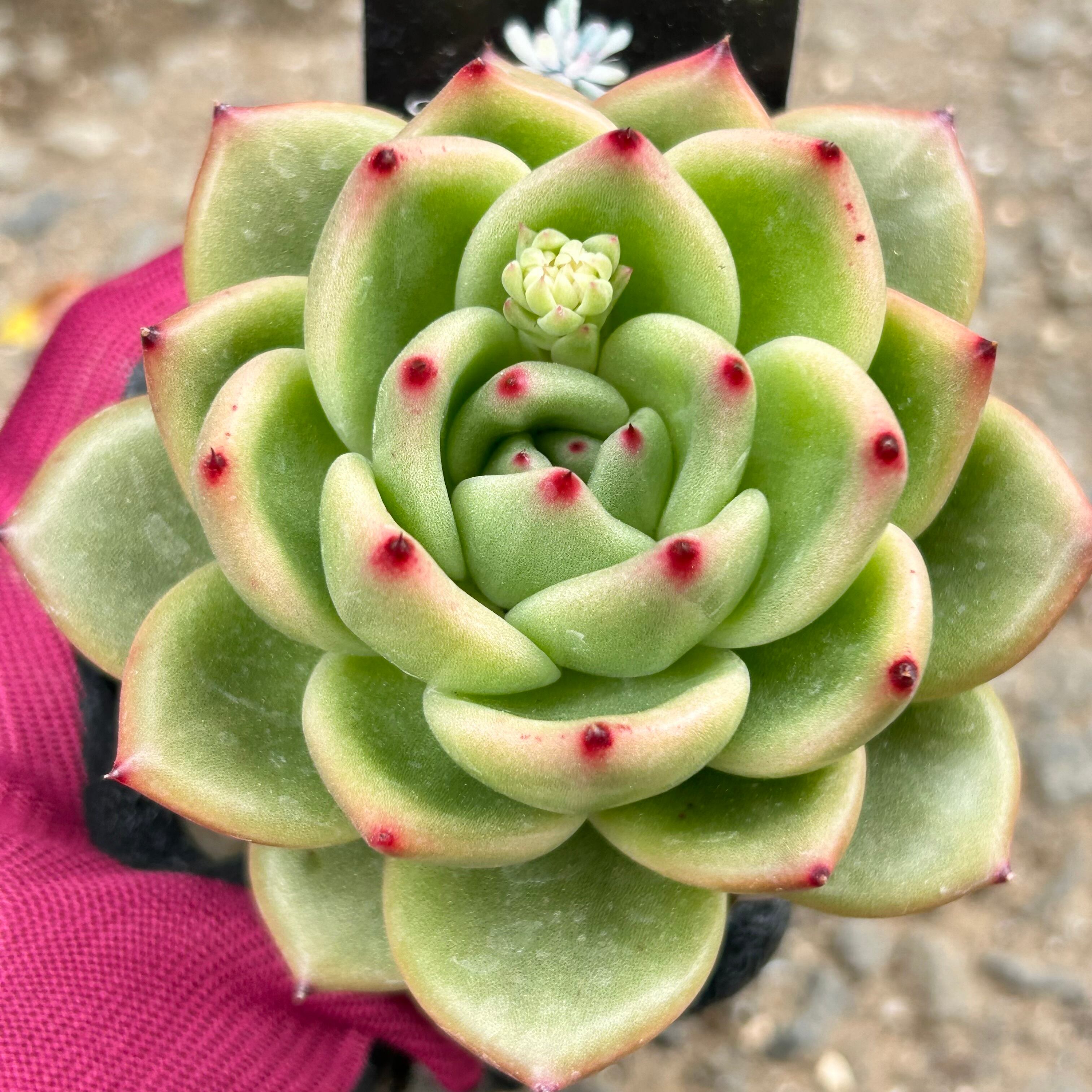 リンダリンダ | RuPo 多肉植物専門店