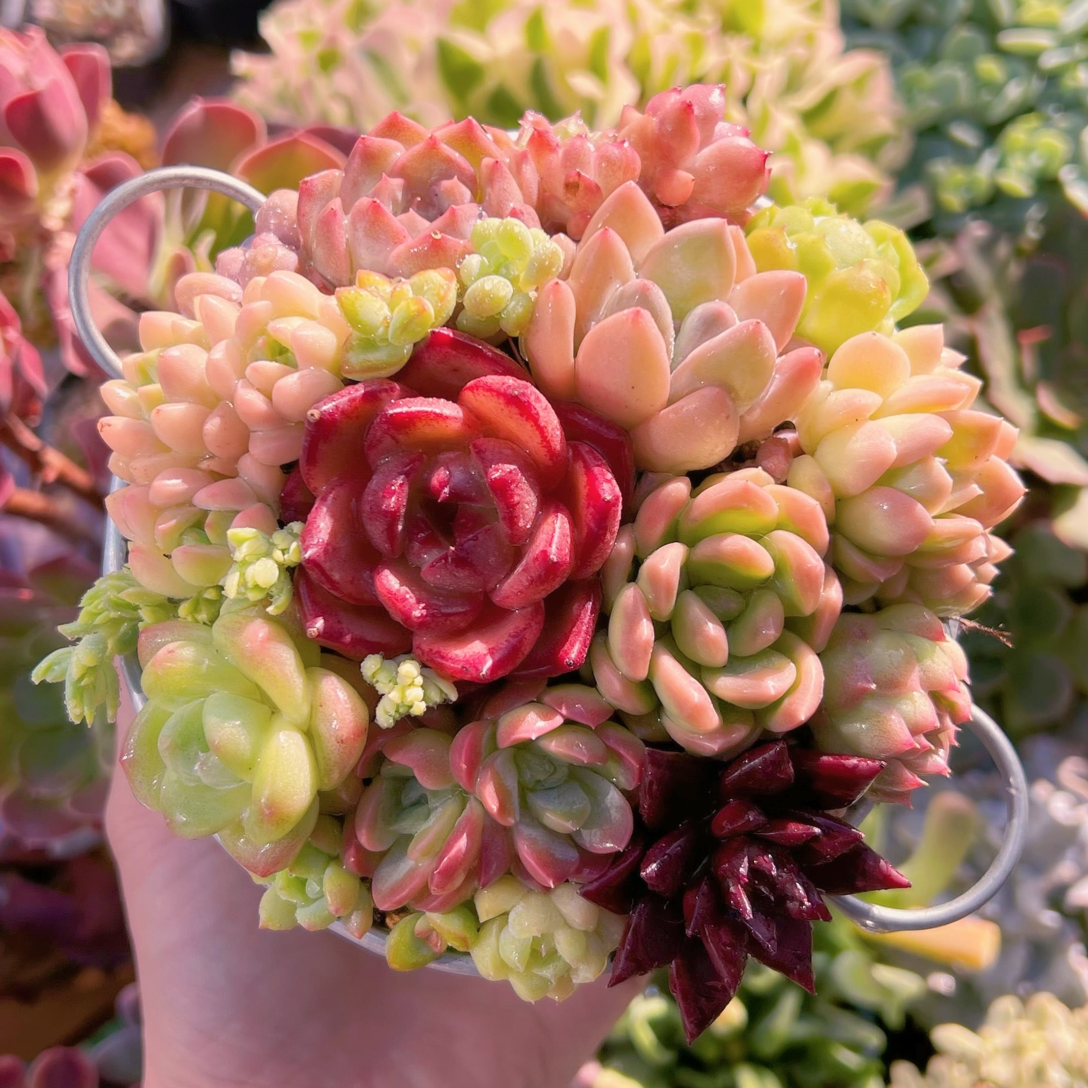 現品　 寄せ植えセット#677　るる農園