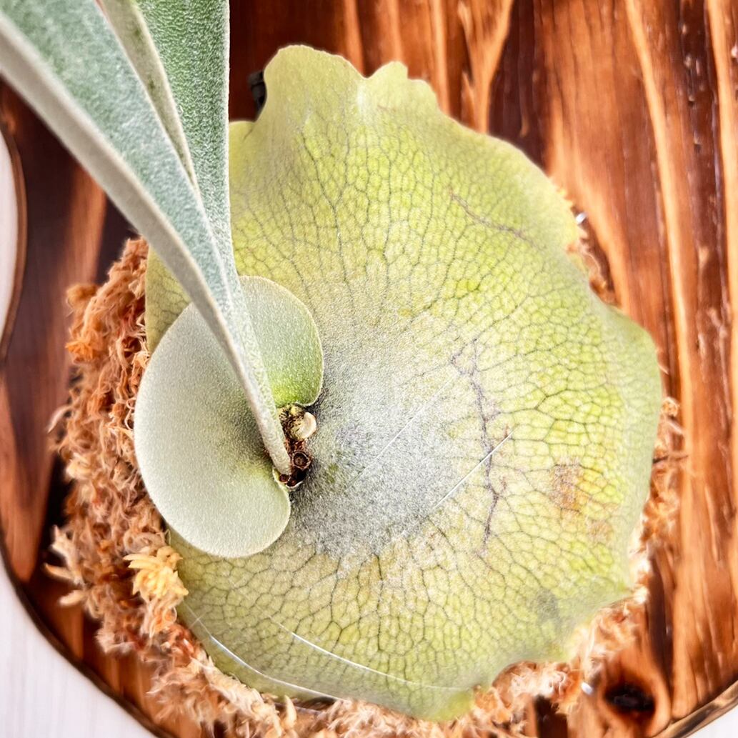 ビカクシダ ネザーランド 板付 【観葉植物 室内 コウモリラン