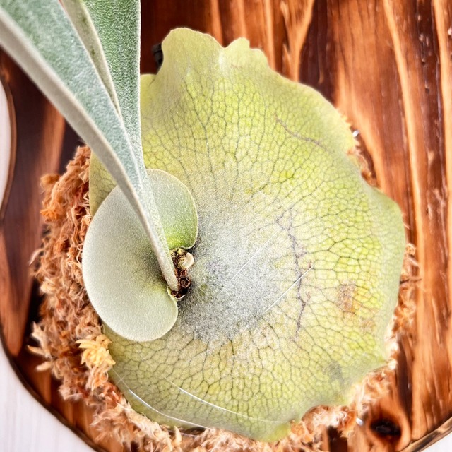 ビカクシダ ネザーランド 板付 【観葉植物 室内 コウモリラン】