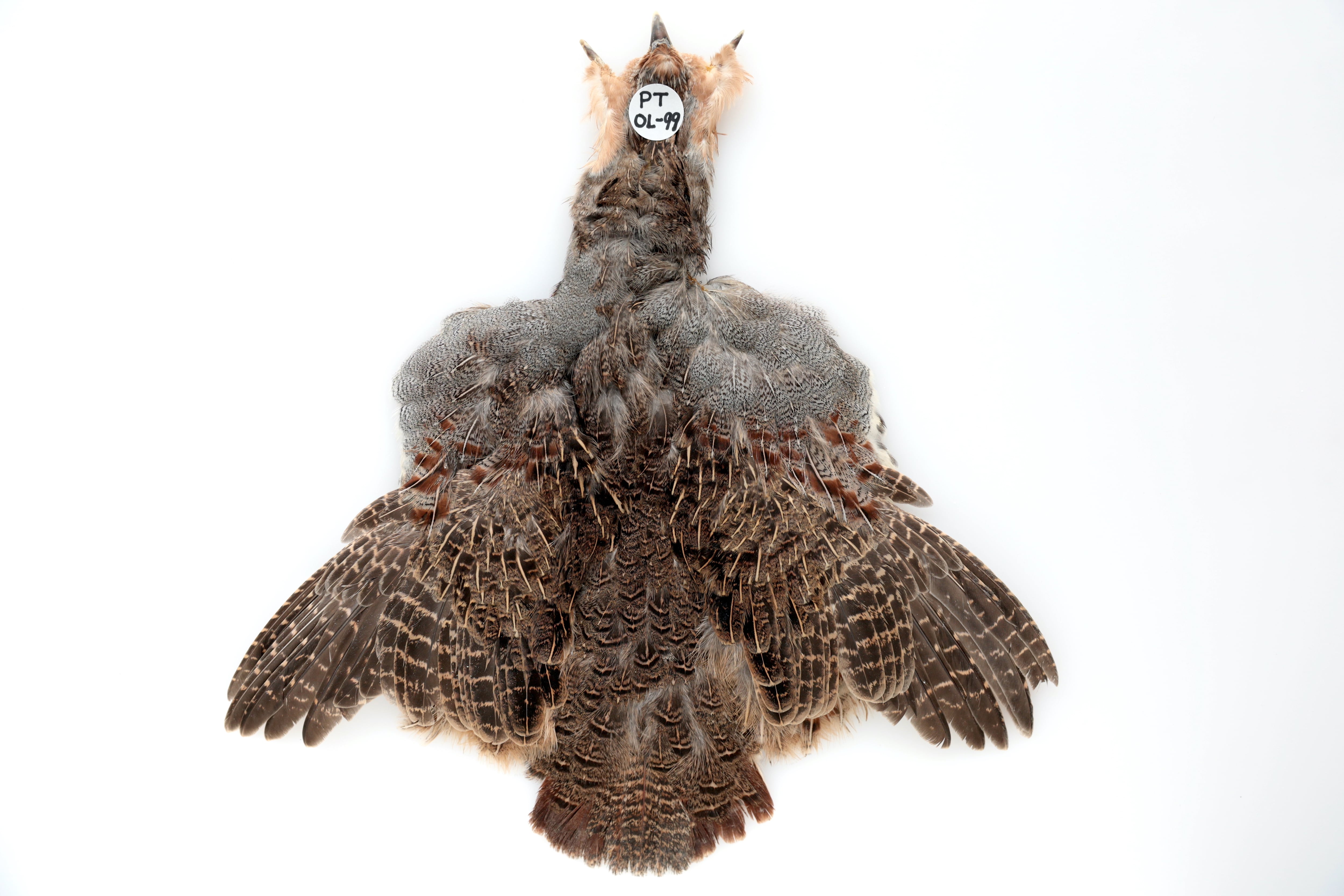Golden Pheasant Neck Comp. / ゴールデンフェザントネック