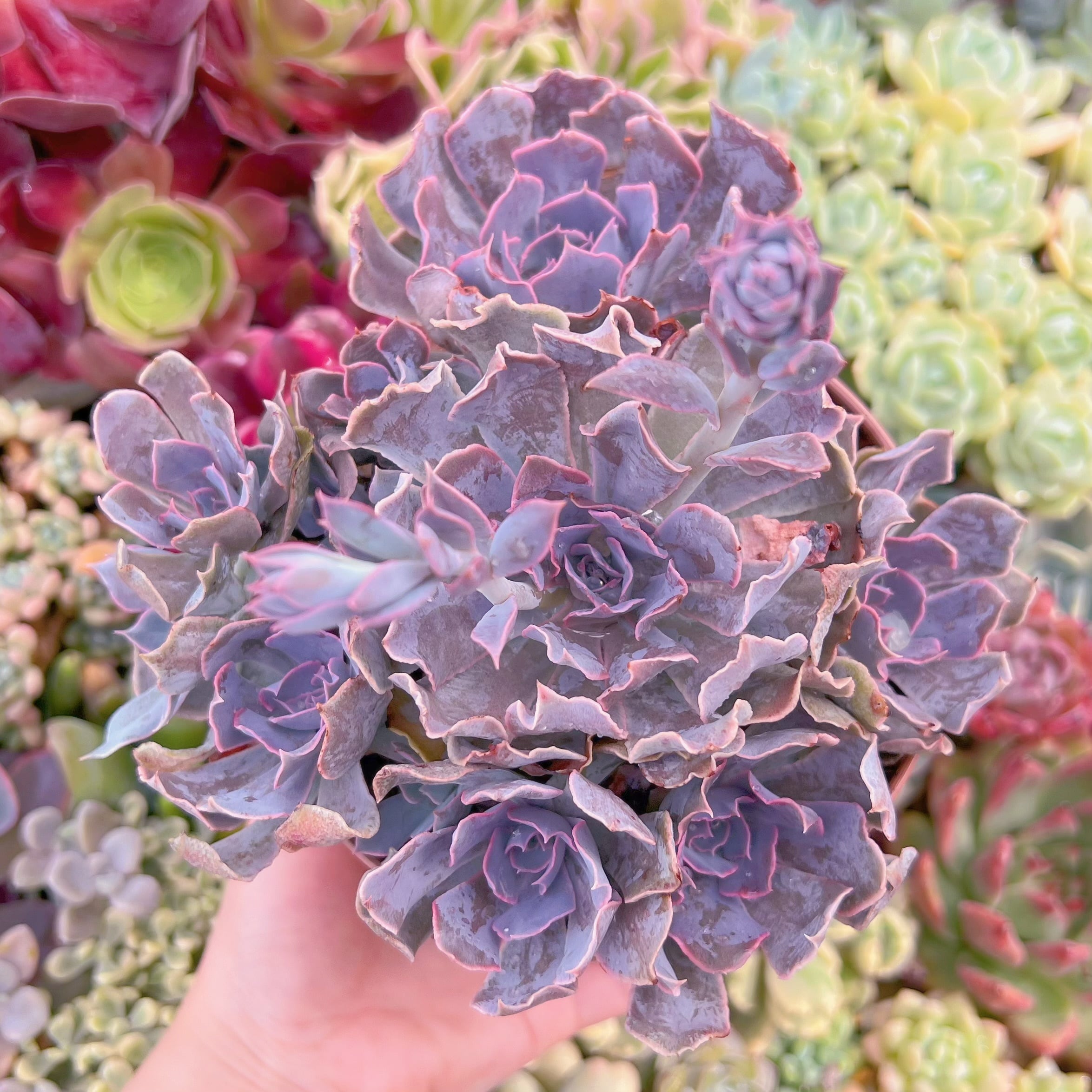 現品　 スワンレイク#A10　特大群生　るる農園