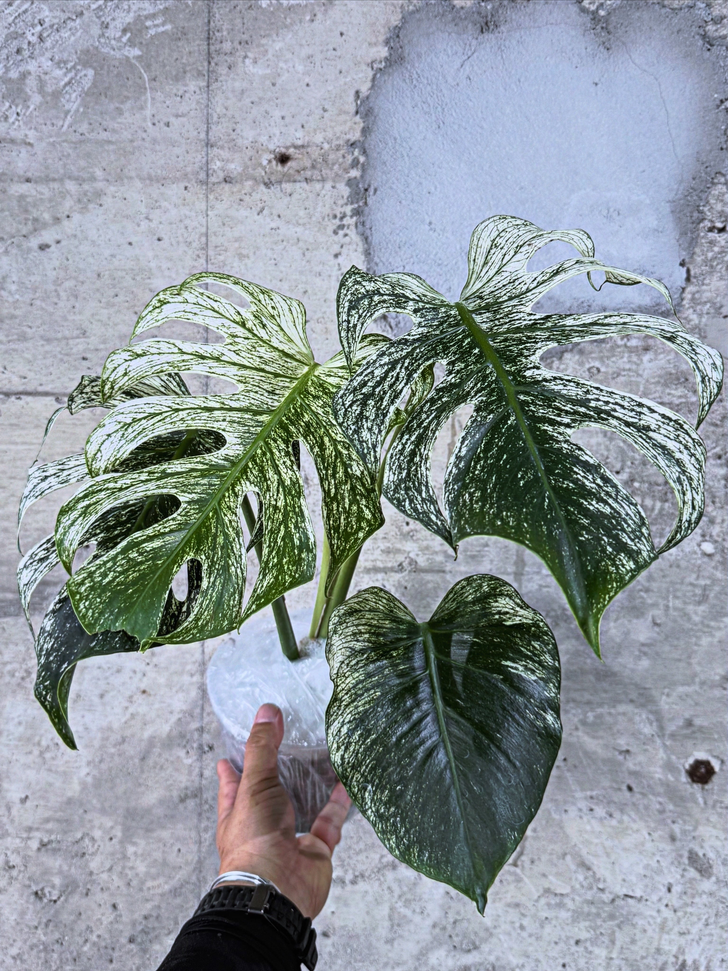 C モンステラ バールマルクスフレーム | MIDORIYA 観葉植物専門店