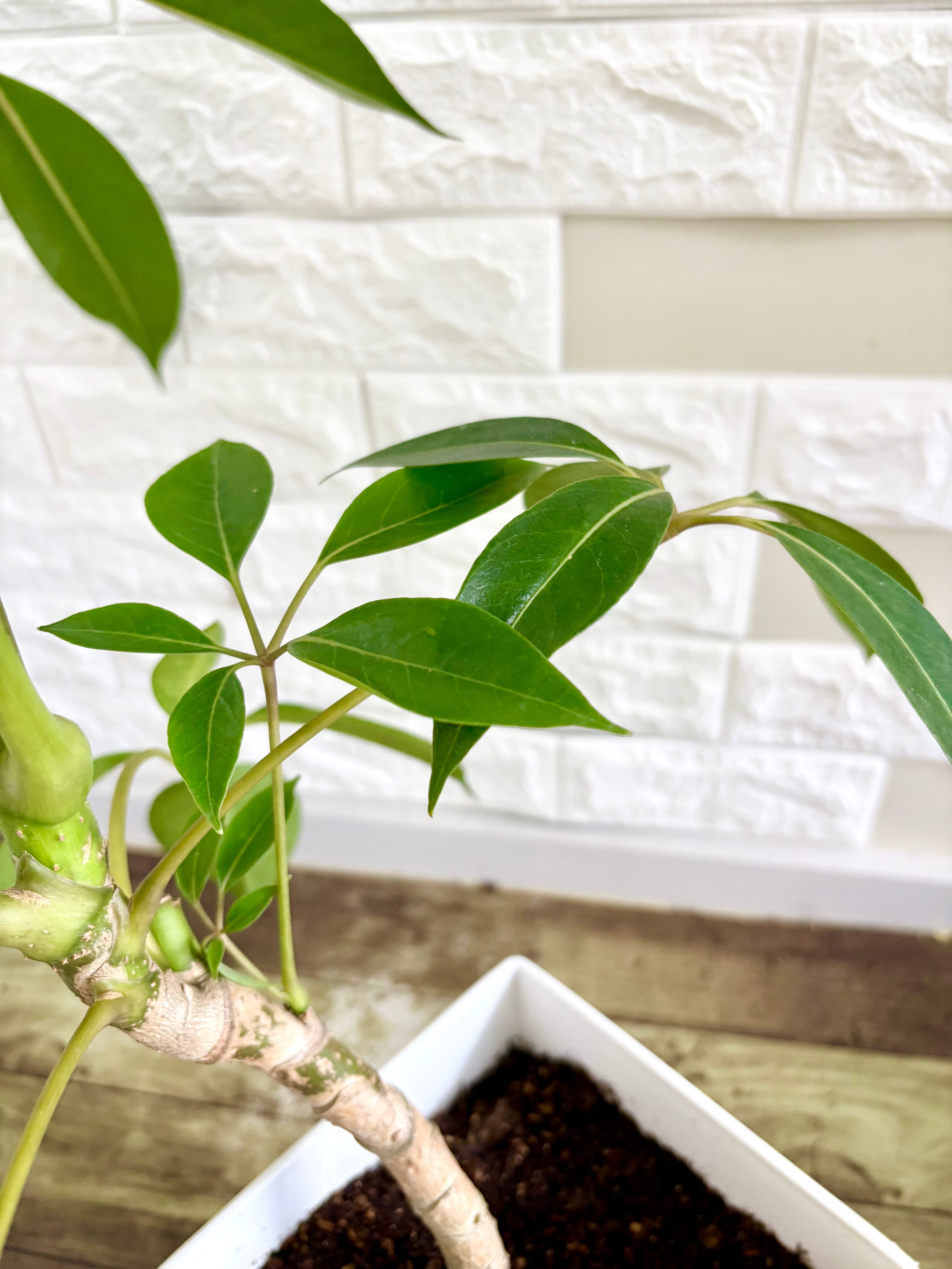 現品】ツピタンサス シェフレラ・ピュックレリ 7号鉢 観葉植物 | 観葉