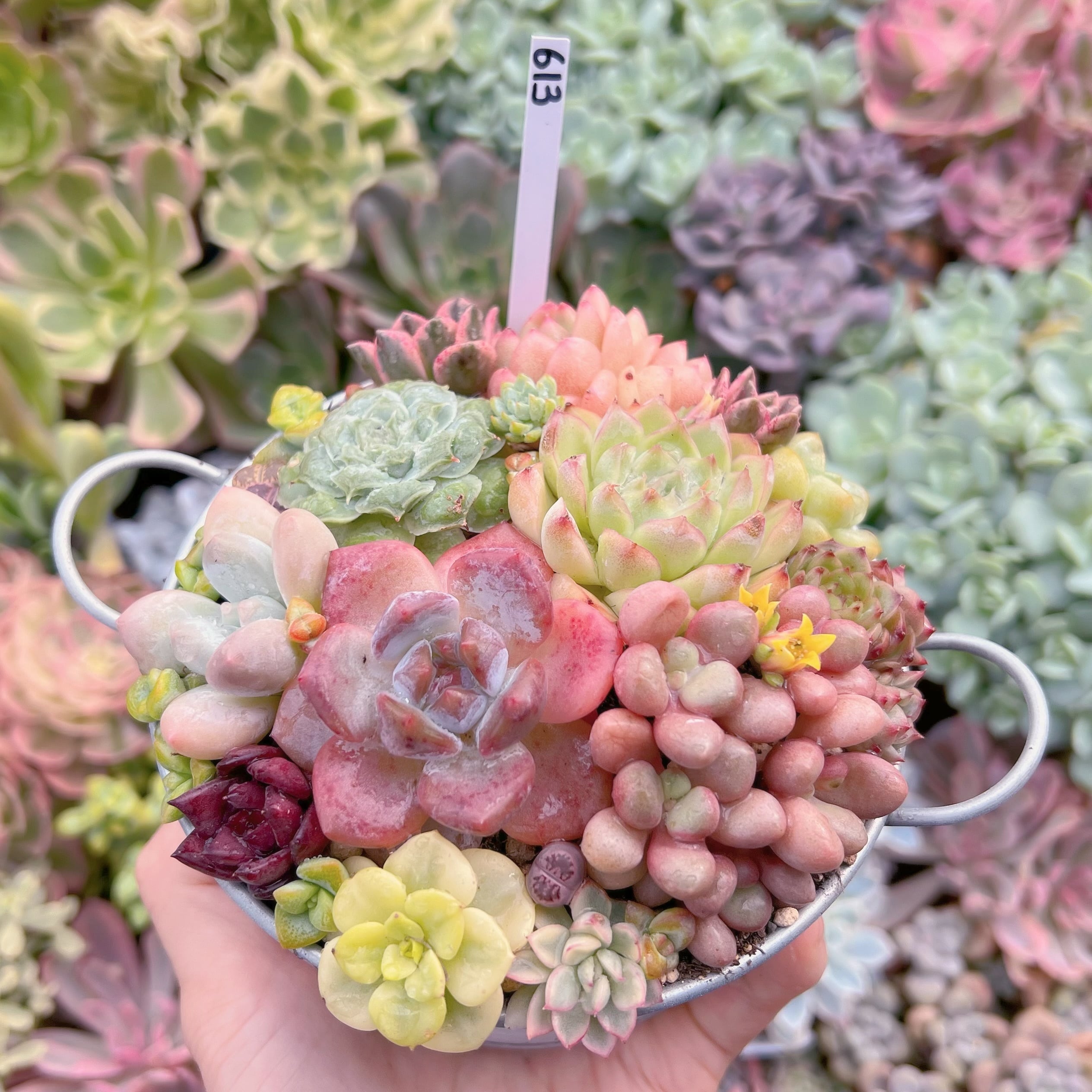 現物 寄せ植え鍋セット#613 るる農園 | るる農園~多肉植物専門