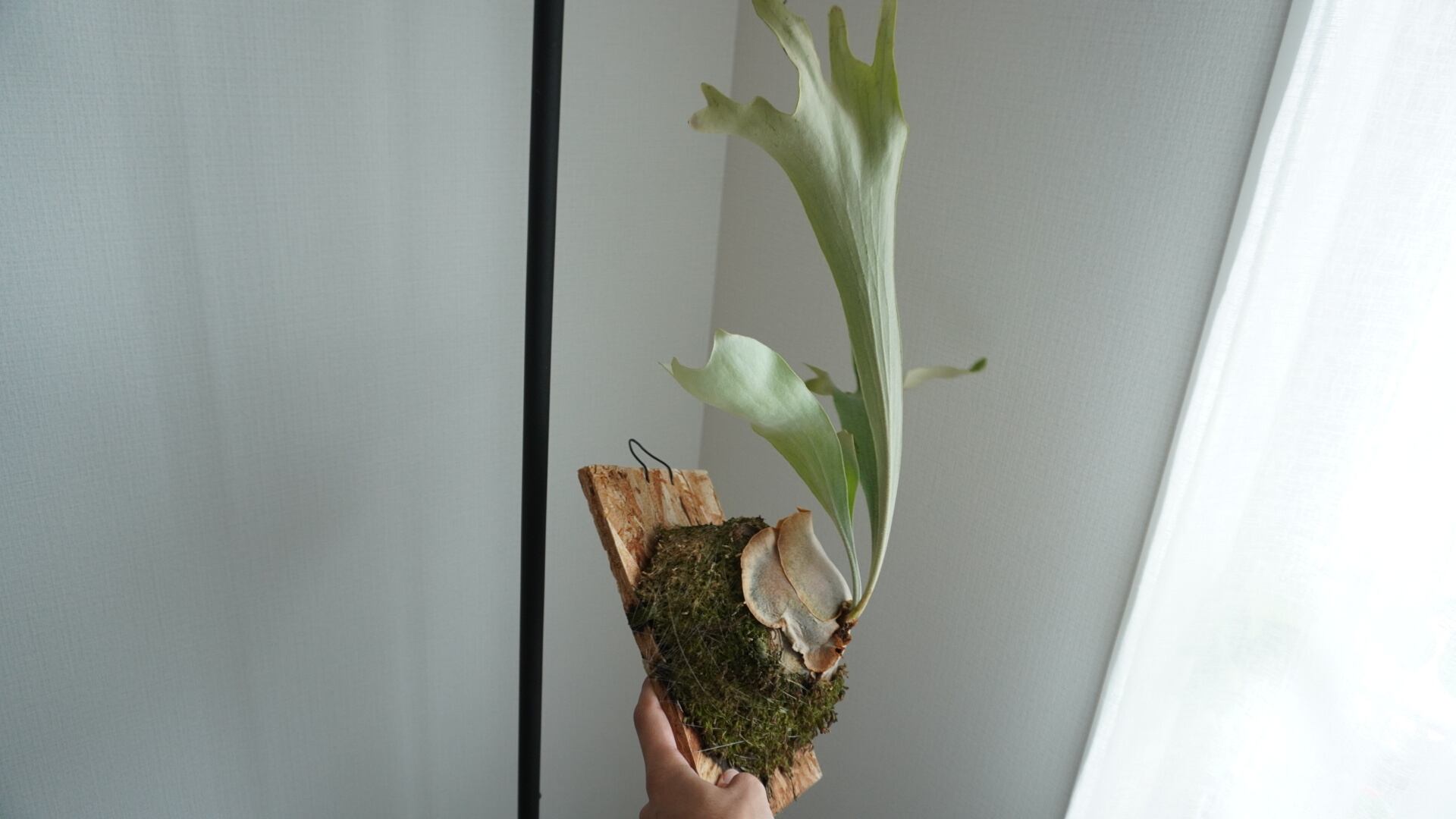 P.willinckii 