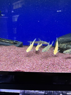 アルビノルシオバルブス