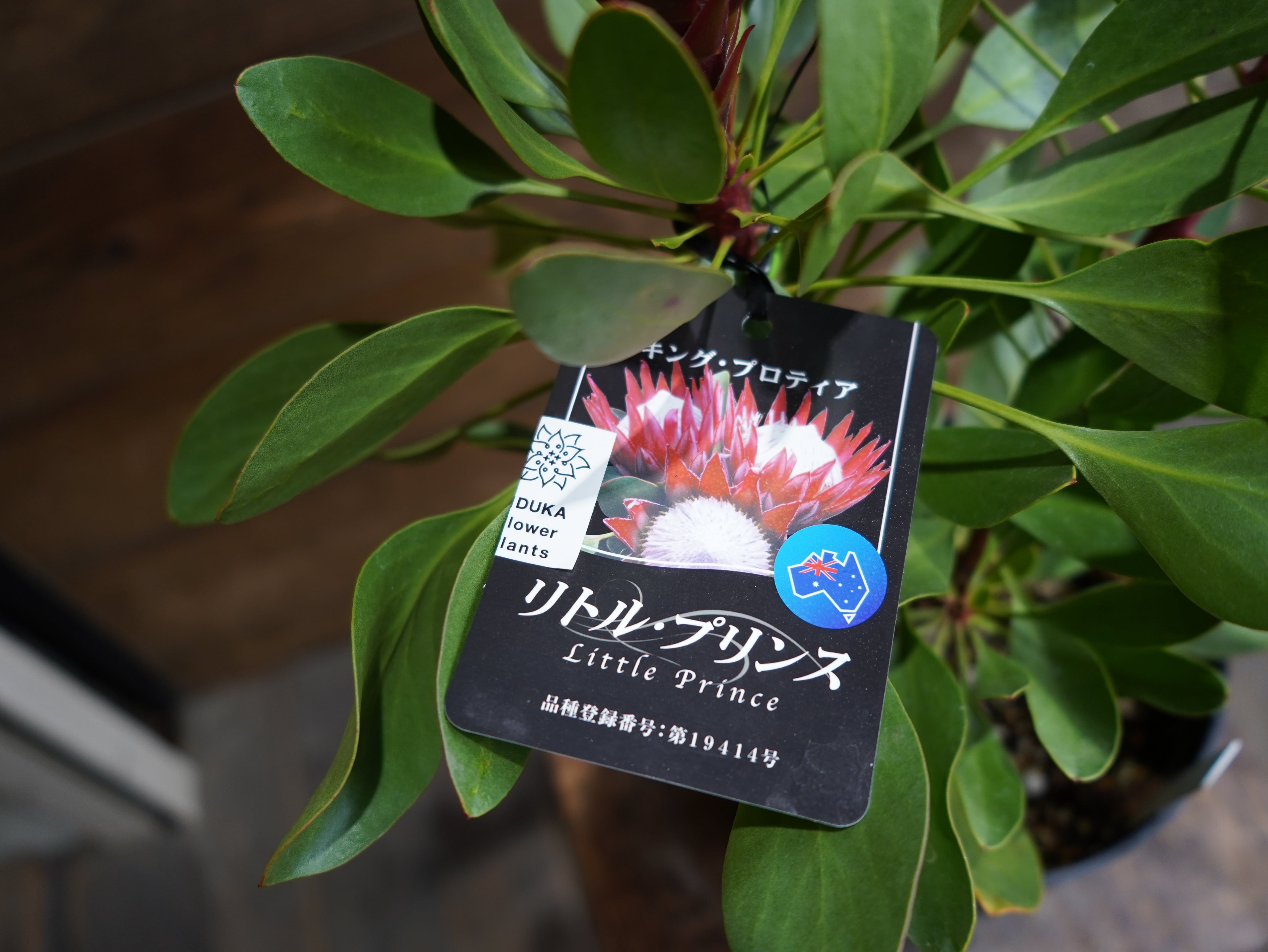 【現物】プロテア　”リトルプリンス”　A