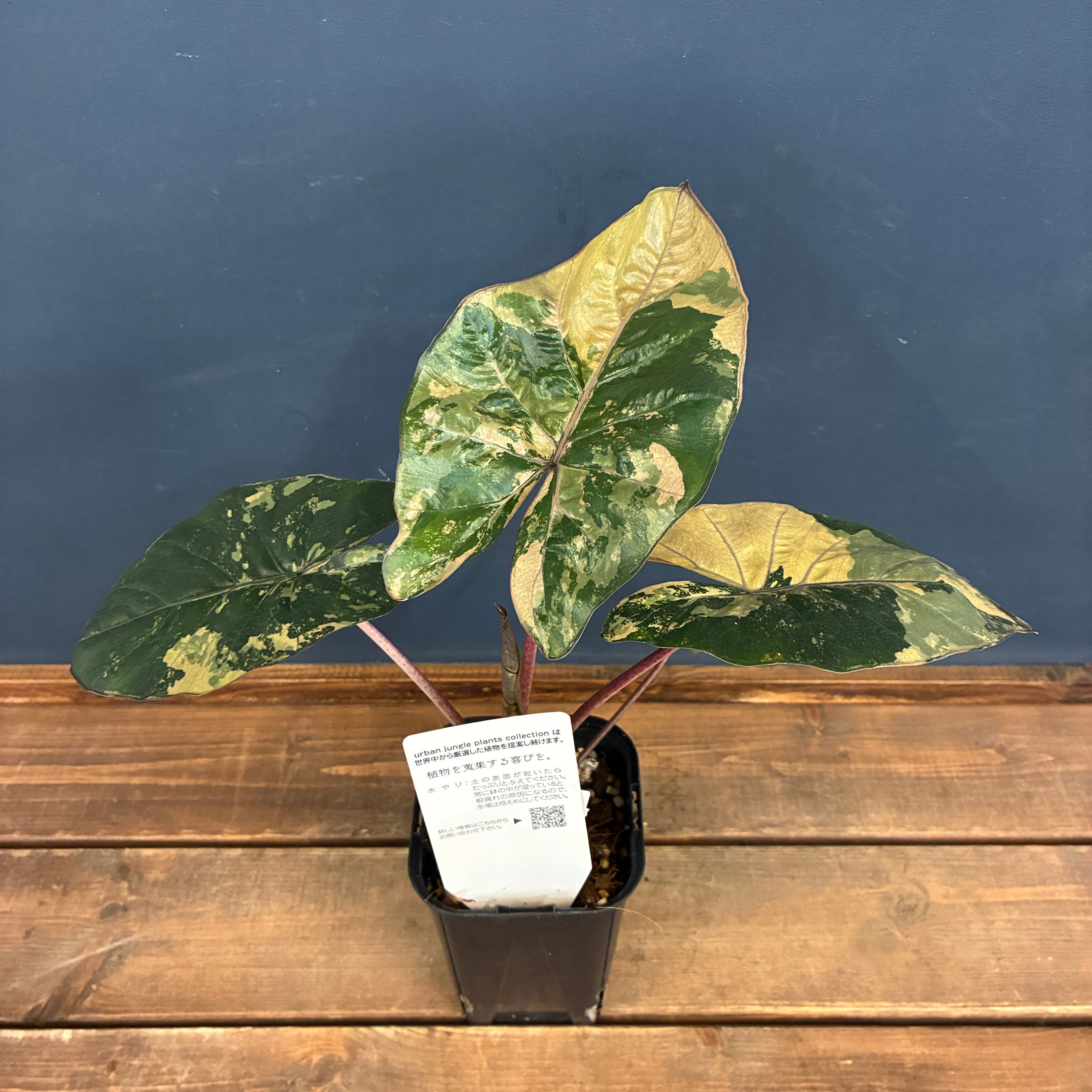 UJ】アロカシア ユカンタンプリンセス 斑入り【670】 | PROTOLEAF