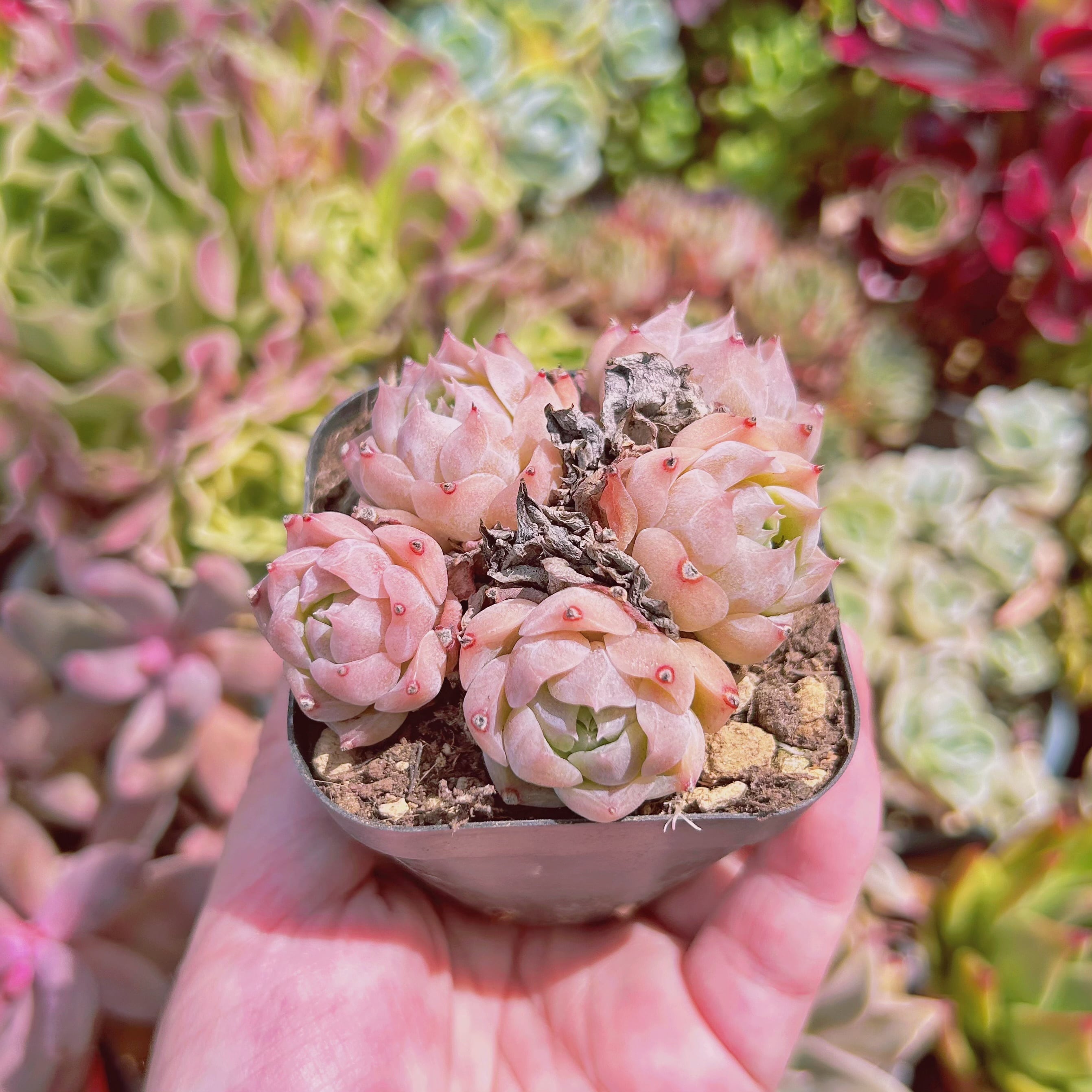 現物 多肉植物 Echeveria ピンクバニラ | るる農園~多肉植物専門