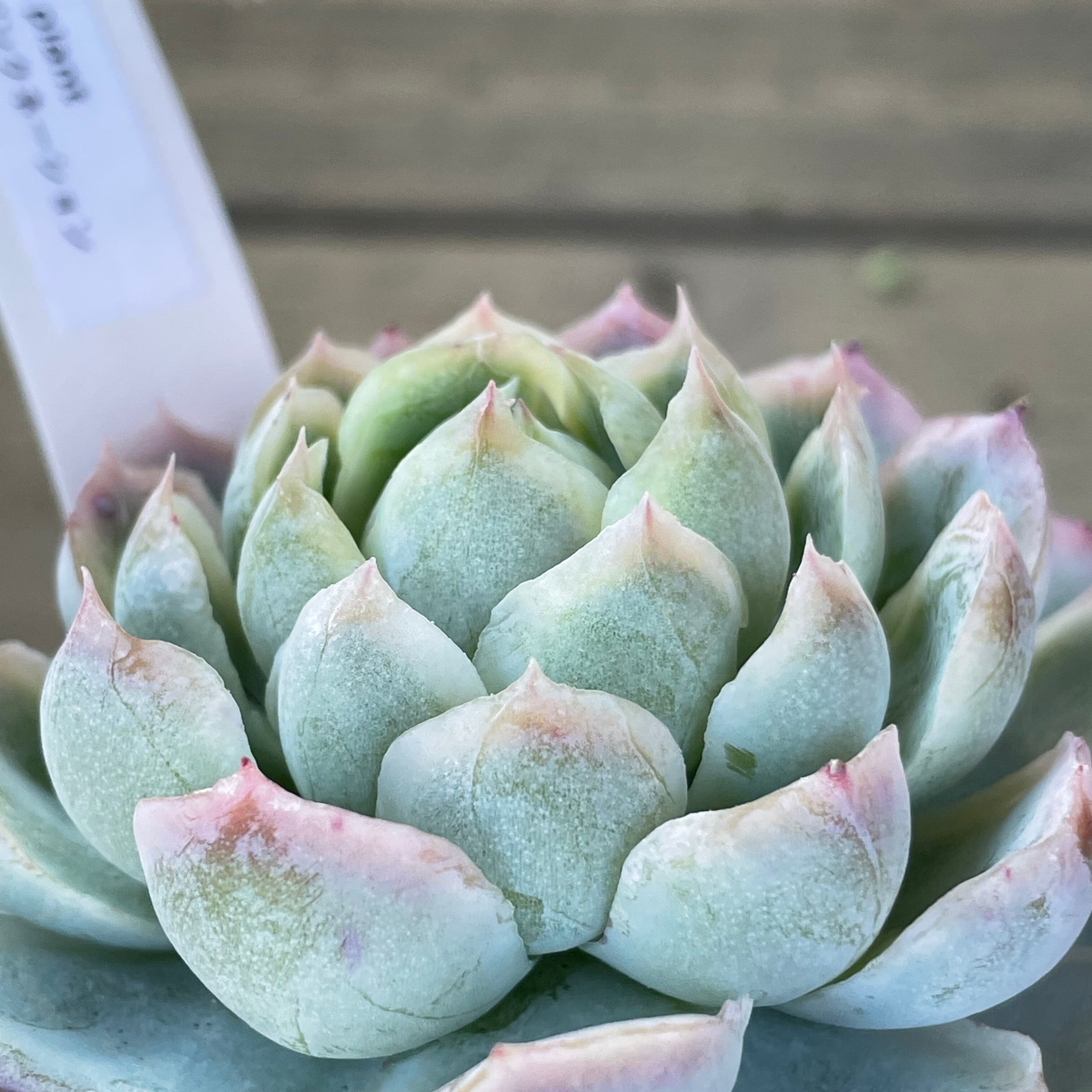 ❣️ピンクネーション❣️カット ランダム エケベリア 寄せ植え 多肉植物 ピンクネーション | RuPo 多肉植物専門店