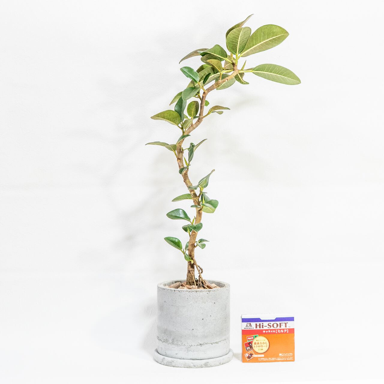 フランスゴムの木 自然の曲線美を楽しむ枝ぶり 無機質な鉢と調和した一鉢