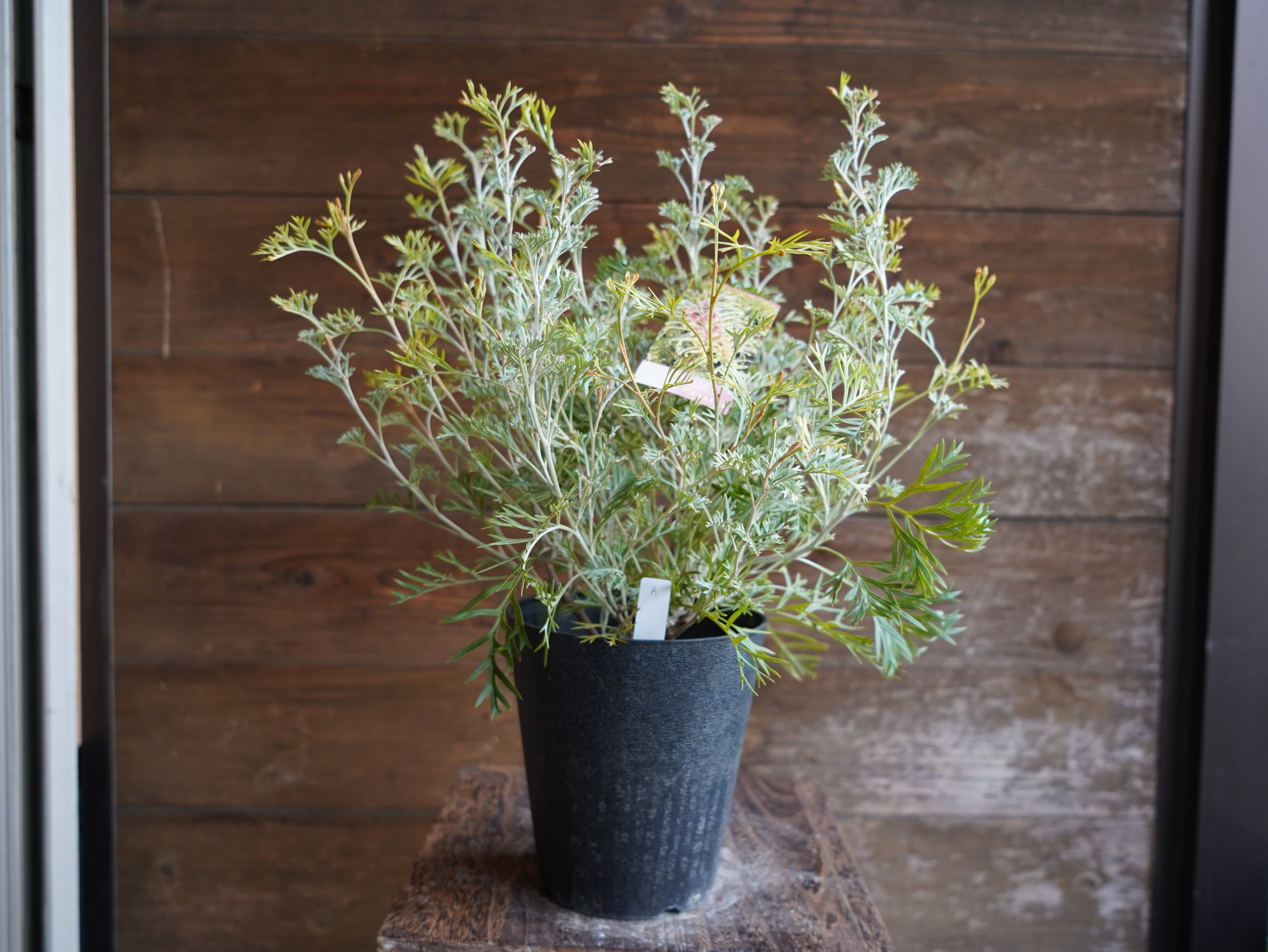 【現物】グレビレア　”クリームパッション”　A