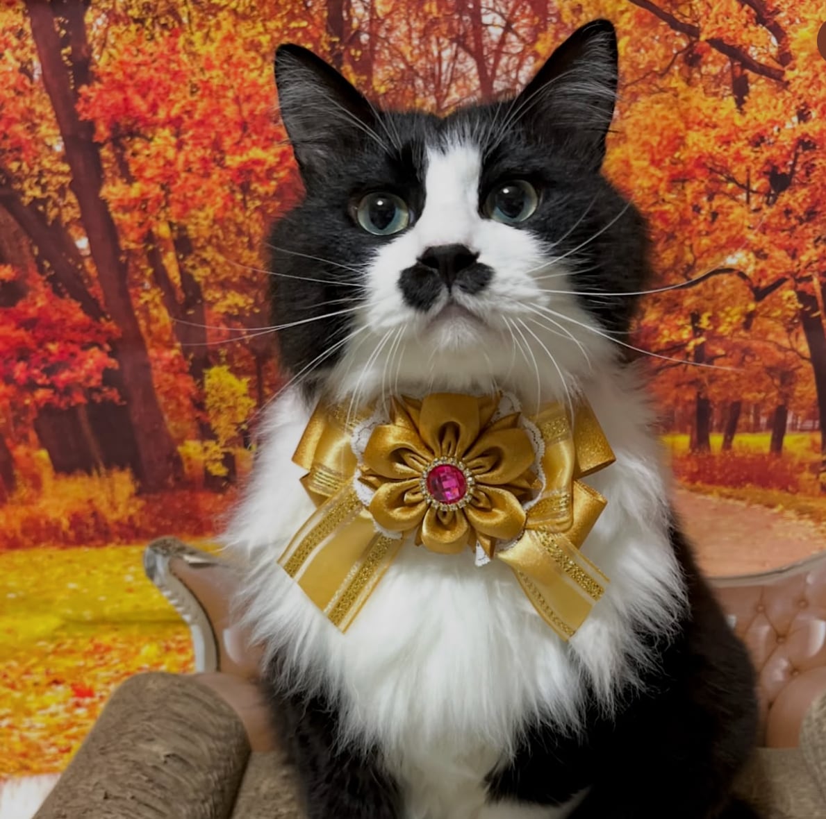 名古屋シリーズ 名古屋きんきらきん 犬猫チョーカー 大きめグランデ