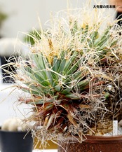 発根済カット苗 レウクテンベルギア 晃山 M Leuchtenbergia principis