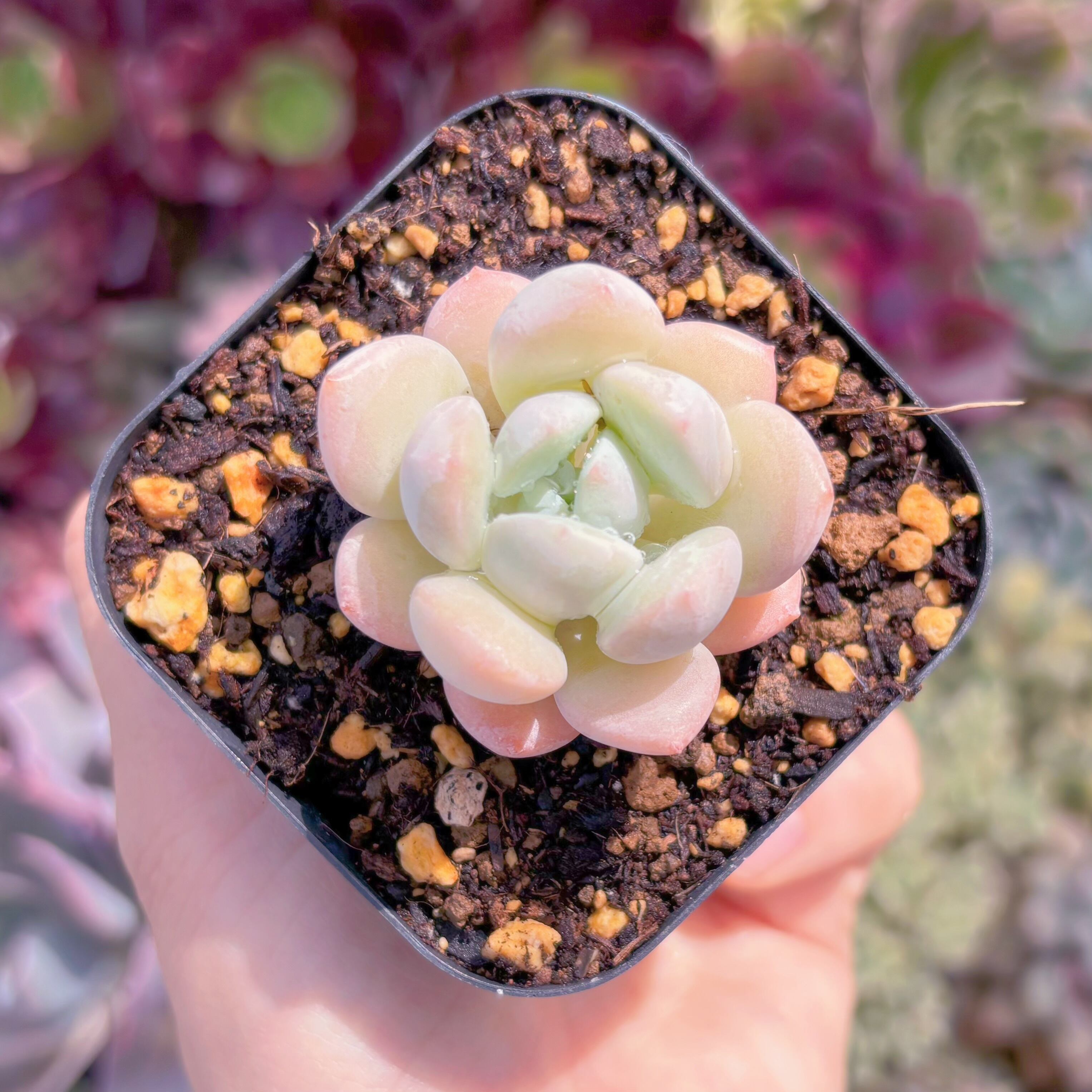 現物　ピーチバター#903　古株　 るる農園