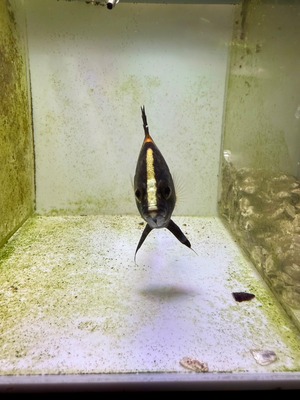 ニューギニアダトニオ