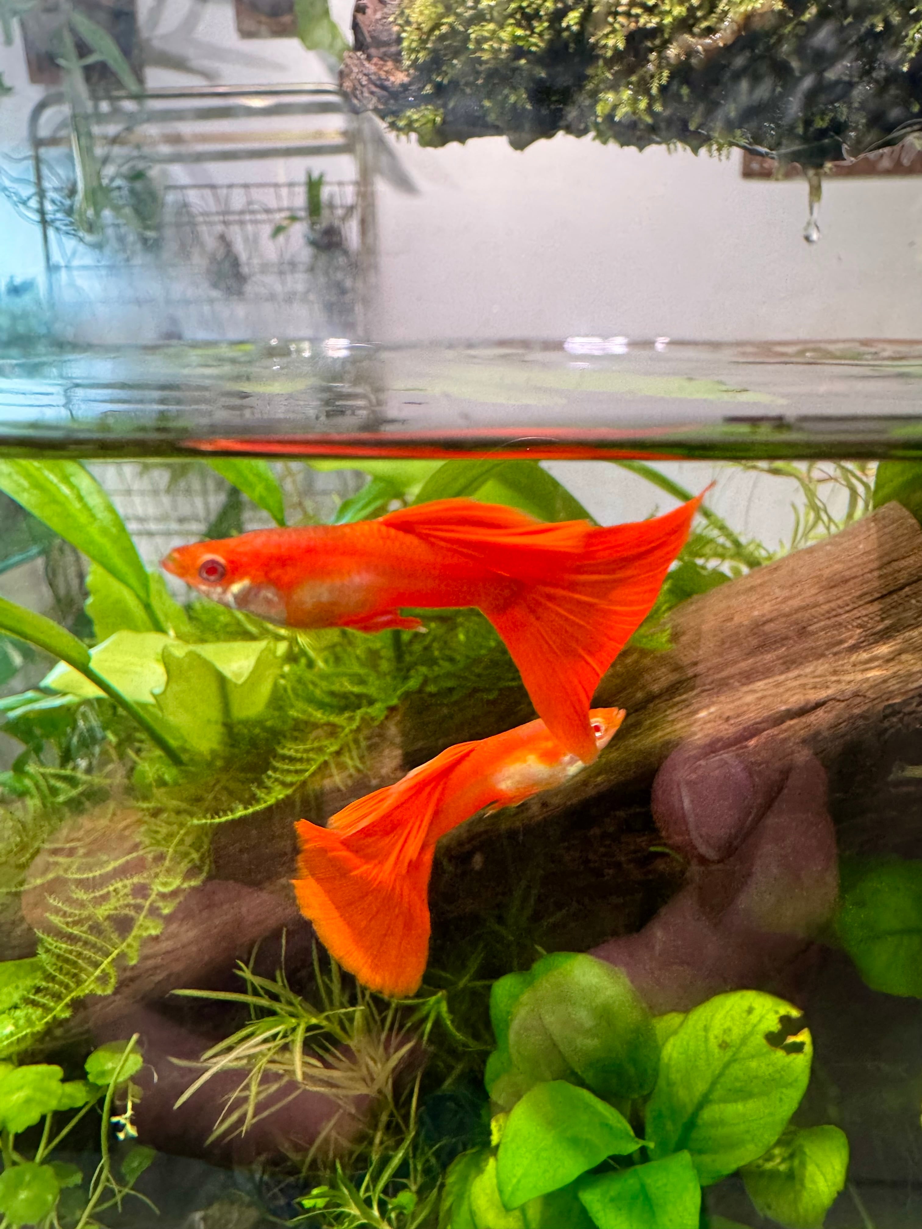 NEW【熱帯魚】グッピー1ペア！アルビノレッドテールタキシード（真っ赤