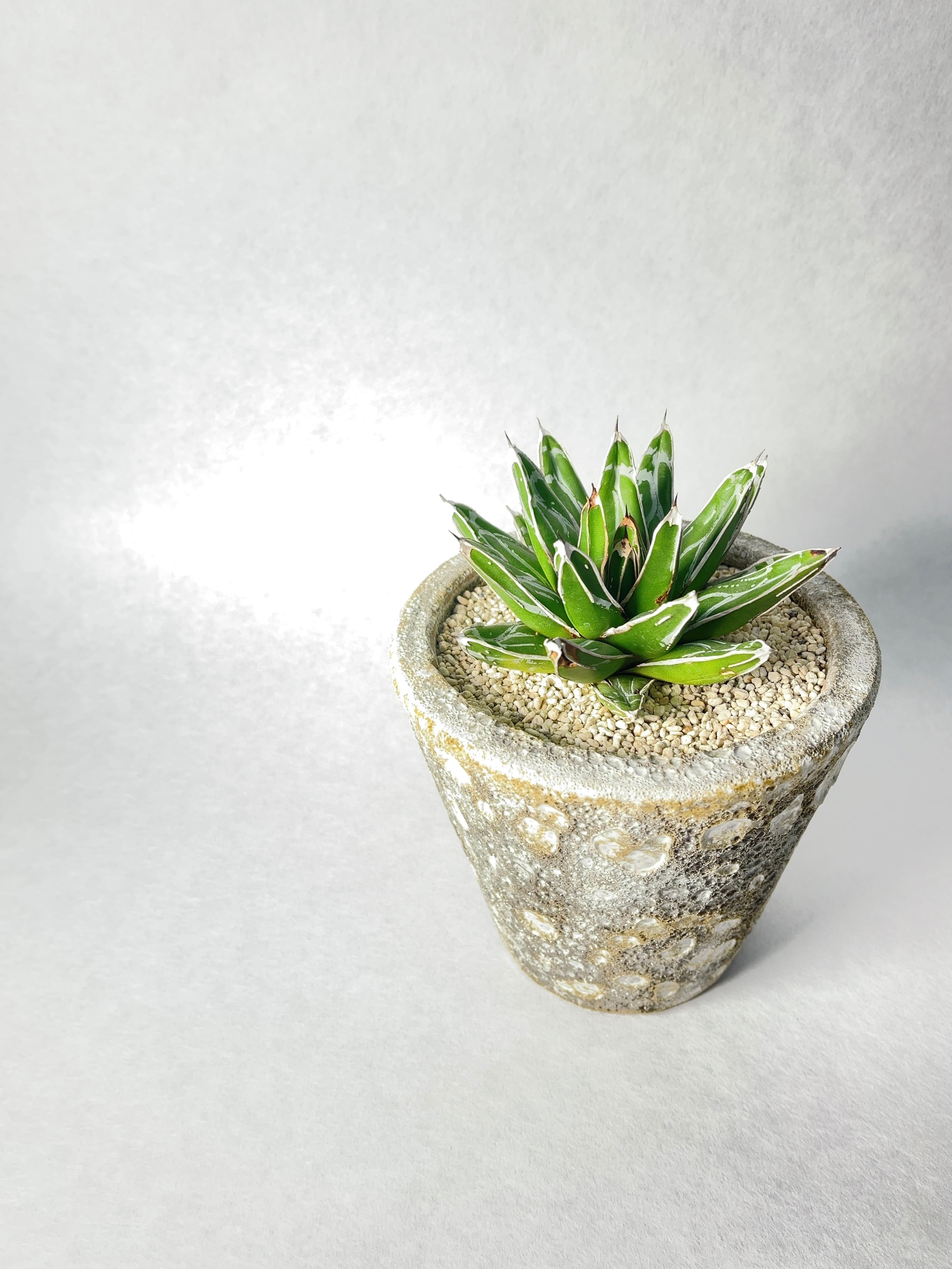 アガベ・児玉姫笹の雪 | trigger