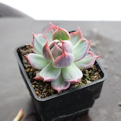 抜き苗 カシオ チビ苗 Echeveria 'Cacio'