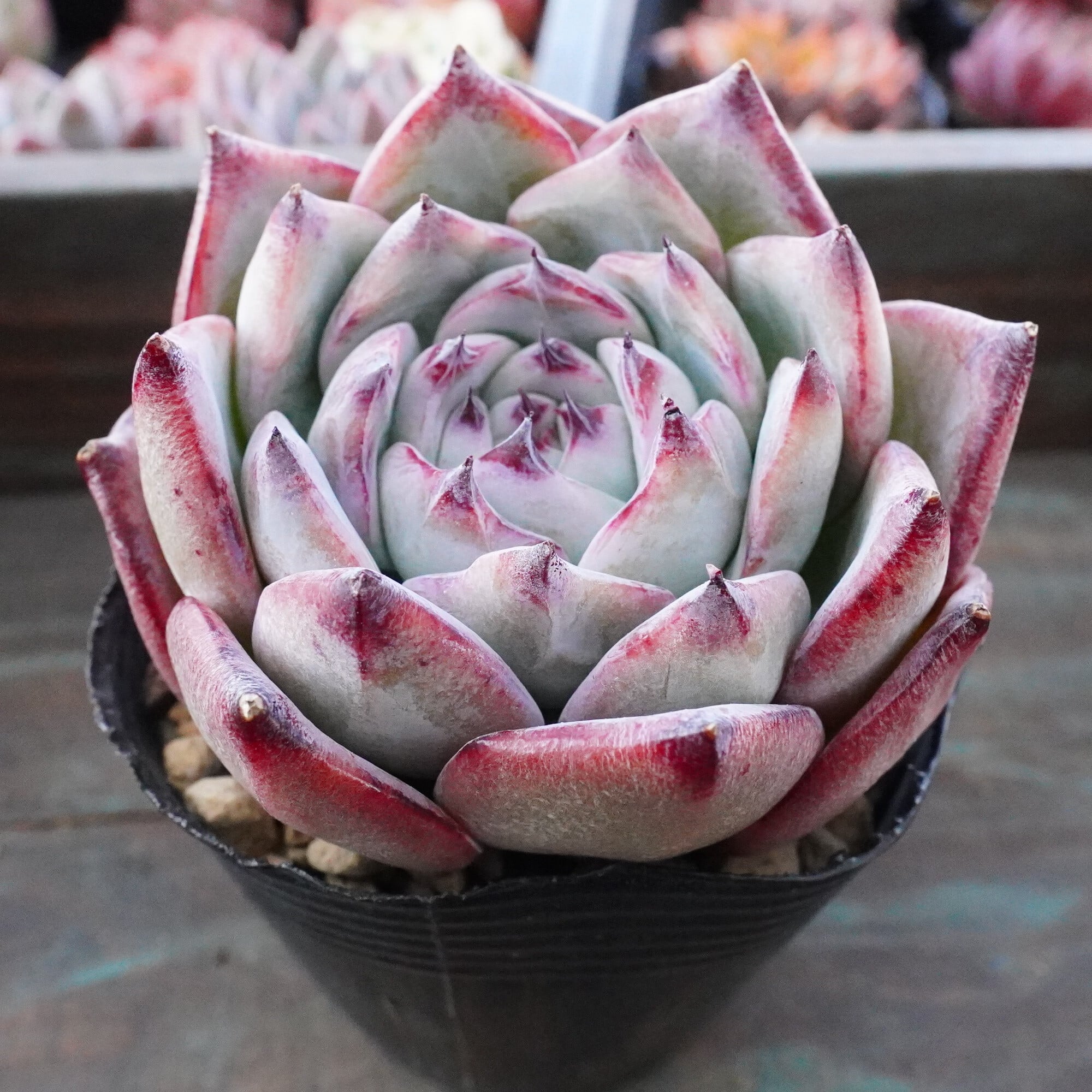 多肉植物 | E-TANIKU