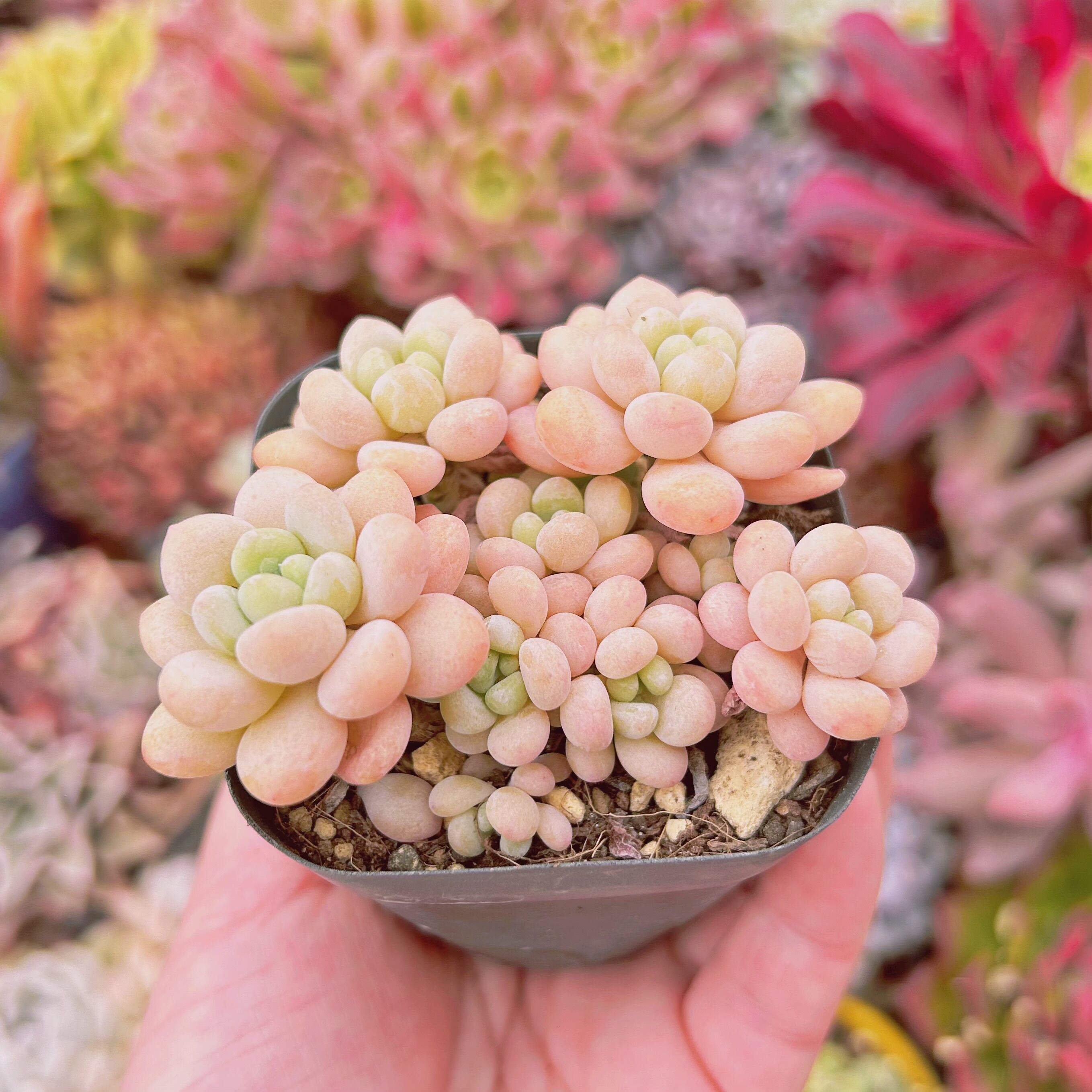 404現物 多肉植物 ストロベリーミルク | るる農園~多肉植物専門