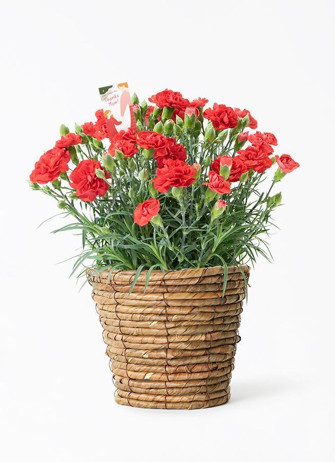 母の日カーネーション鉢 PINK | Lee.espoir リー・エスポワール