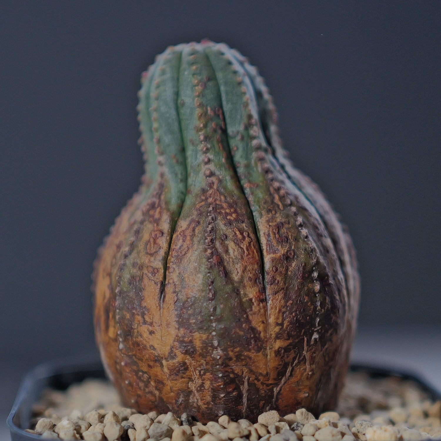 美模様 木質化 美模様 マイクロ オベサ / ユーフォルビア | LIGHTHOUSE