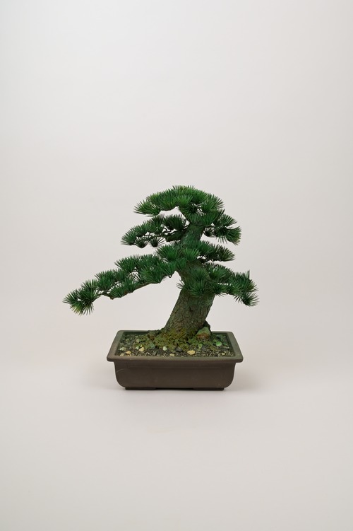 盆栽