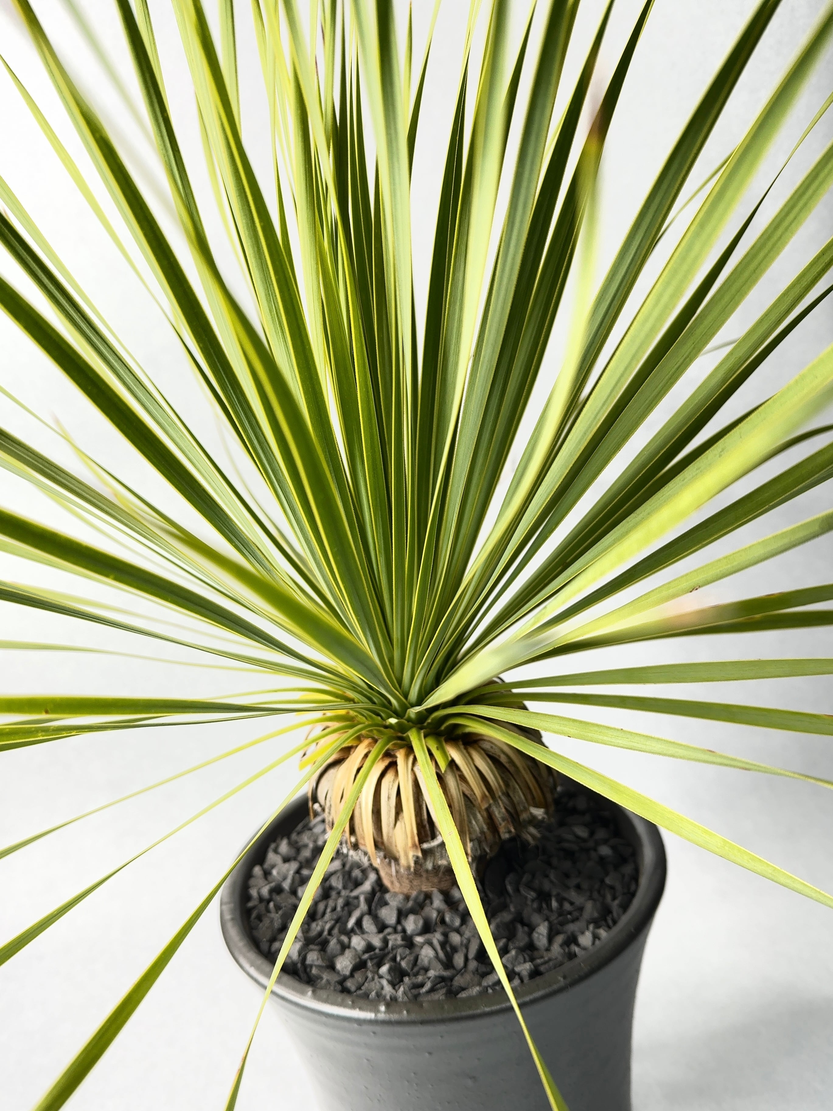 ユッカ・ロストラータ | trigger