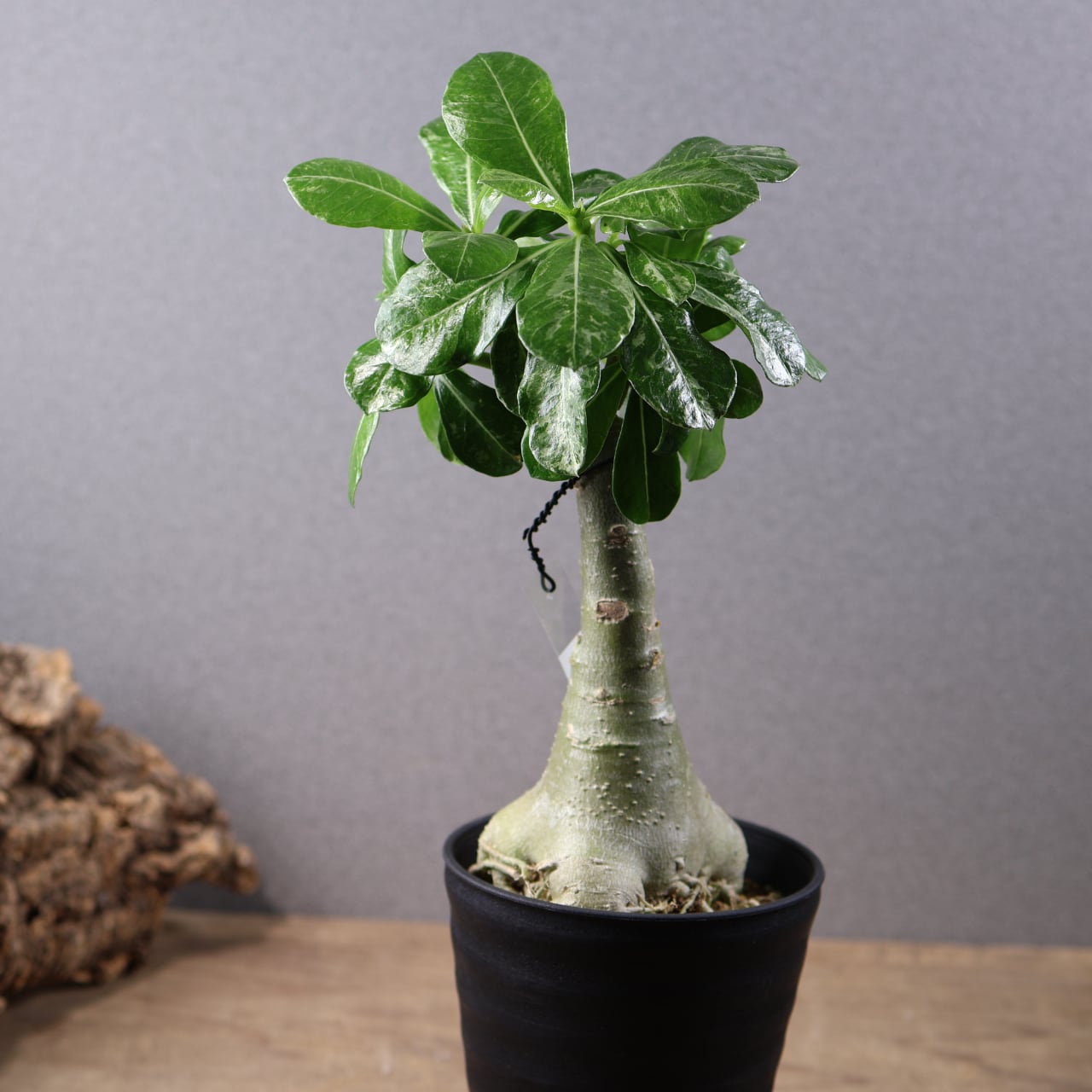 680『斑入りアデニウム Darn Rachance Hin Orn』観葉植物【送料無料