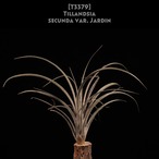 【送料無料】secunda var. Jardin〔エアプランツ〕現品発送T3379