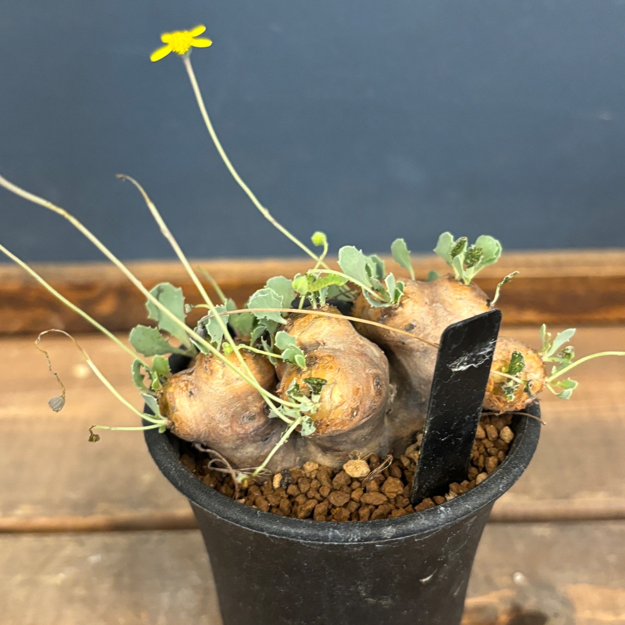 オトンナ　カカリオイデス　現地株【910】