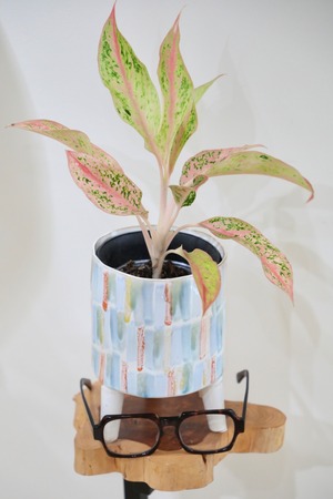 【希少】【M】アグラオネマ プレステージ/Aglaonema ※陶器鉢カバー付き