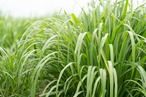 【生産者直送　国産精油】狭山のレモングラス Cymbopogon citratus 3ml