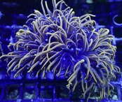 【素潜りセレクト】24K GoldTorch 2
