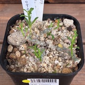 【クリアランス】チレコドン　スカエフェリアナス【872】【再撮影】【◇】