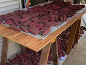 【第2弾】土付き採れたてシルクスイート5kg