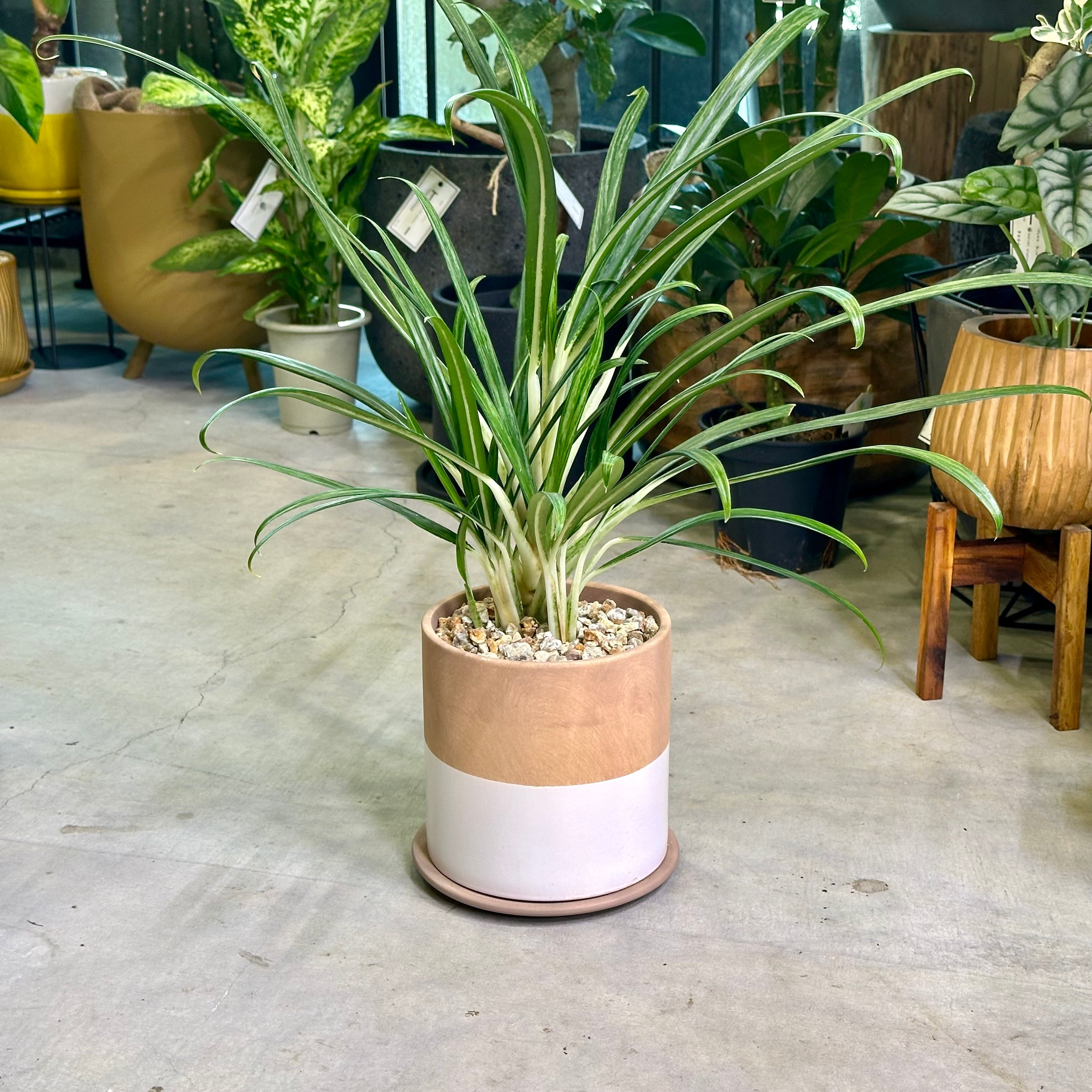 P. Willinckii cv. Sailor Mercury (OC) 【artPLANTs/PLANTS GARAGE