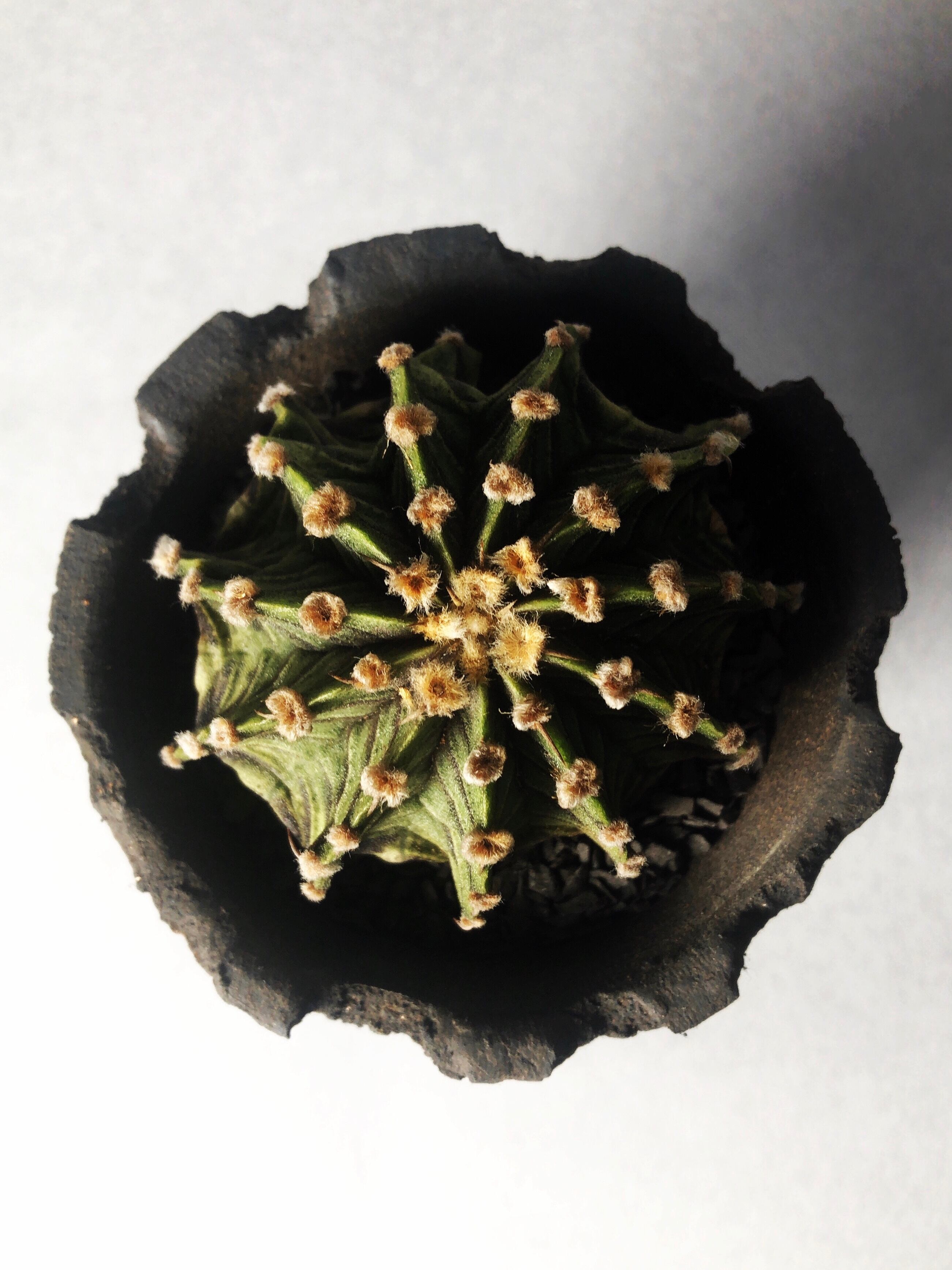 ギムノカリキウム・LB2178 | trigger