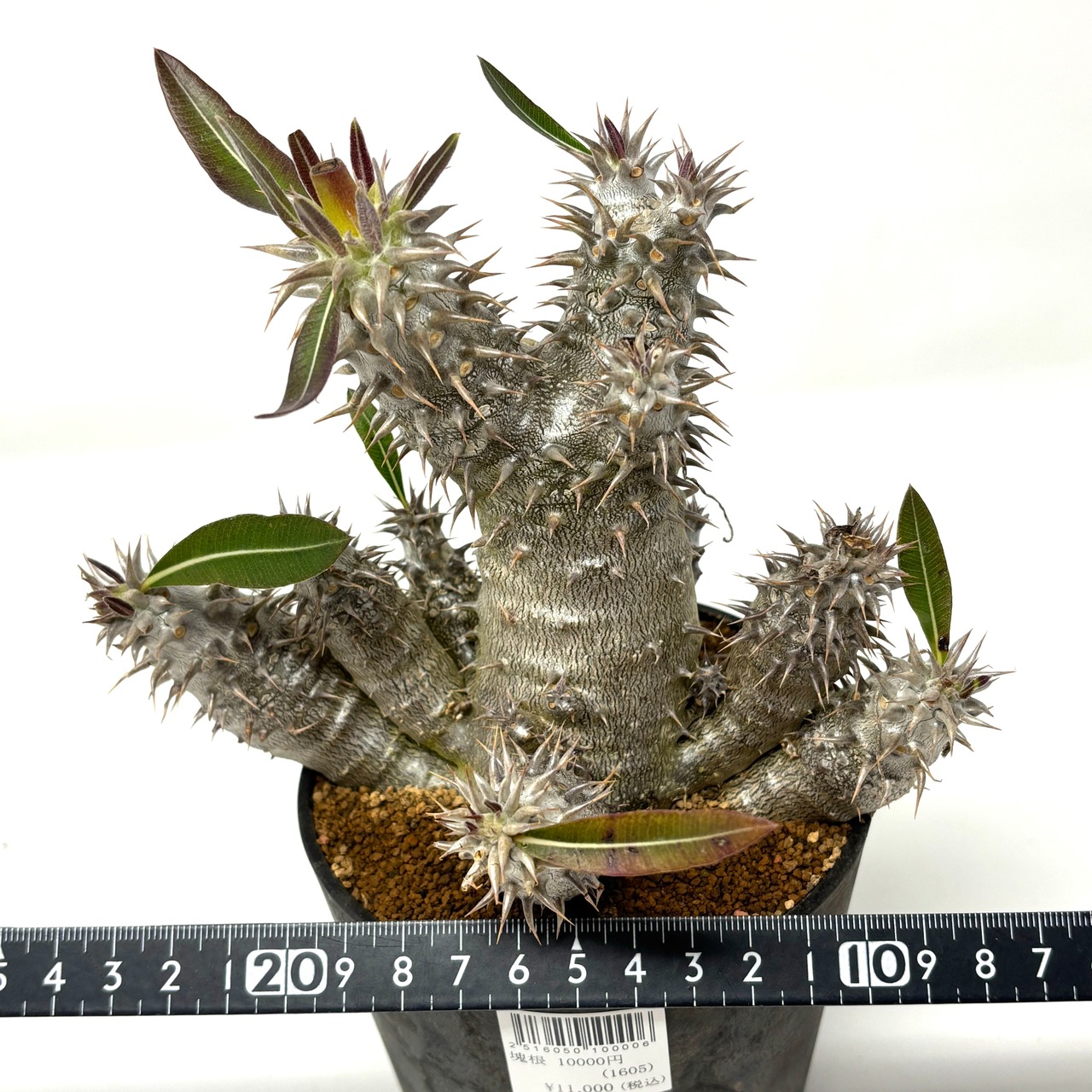 パキポディウム　伊藤ハイブリッド　高分枝系統【561】