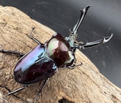 《ニジイロクワガタ 虹瑠璃 52.5mm ペア》ハイマウンテン氏委託個体