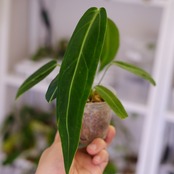 アンスリウム ワロクアーナム / Anthurium Warocqueanum㉔ / 観葉植物<育て方・花言葉>