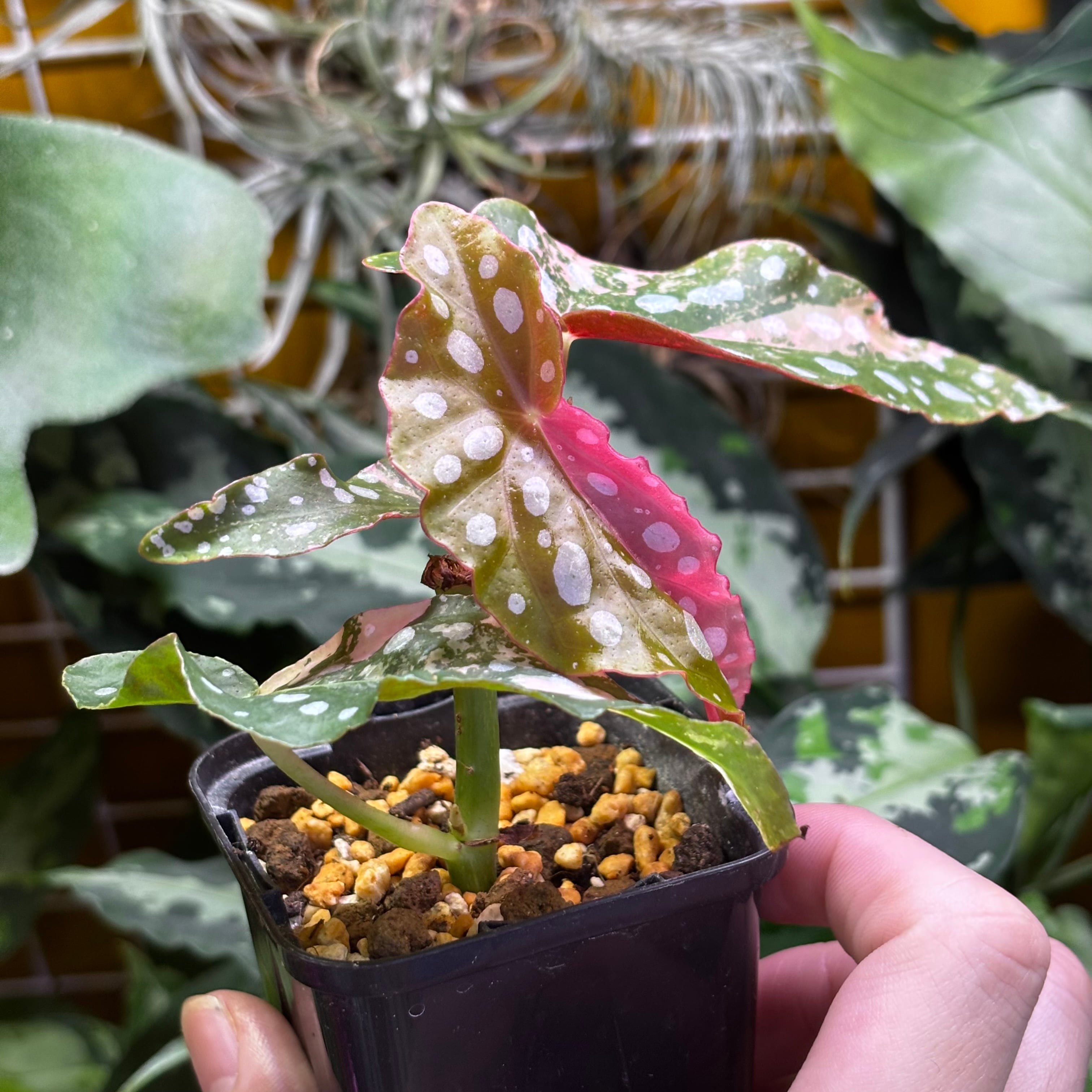 Begonia maculata 'Pink Variegated' | 熱帯雨林植物専門店 トイ吉園芸