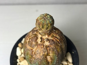 ユーフォルビア オベサ