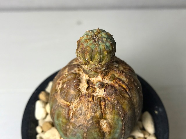 ユーフォルビア オベサ