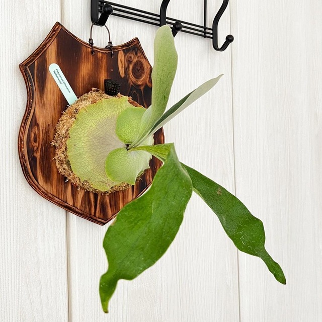 ビカクシダ ネザーランド 板付 【観葉植物 室内 コウモリラン】